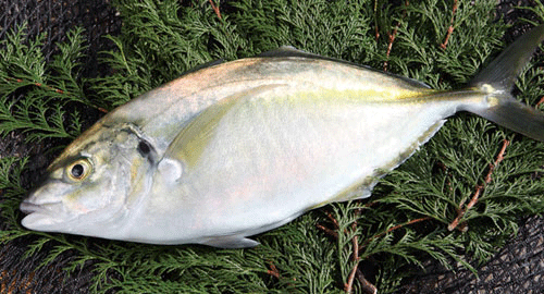 ���������܂��V�}�A�W