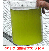 クロレラ(植物性プランクトン)